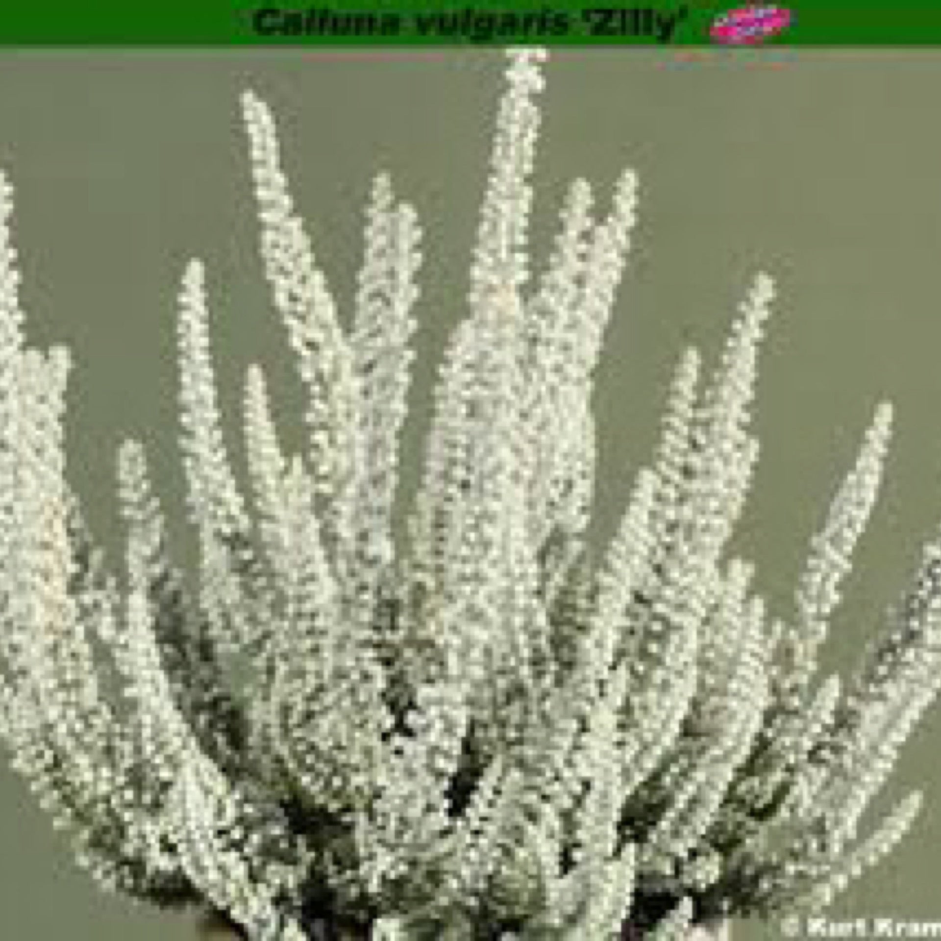 philodendron gloriosum white veins Philodendron Gloriosum Large Round Form – DingPlants
